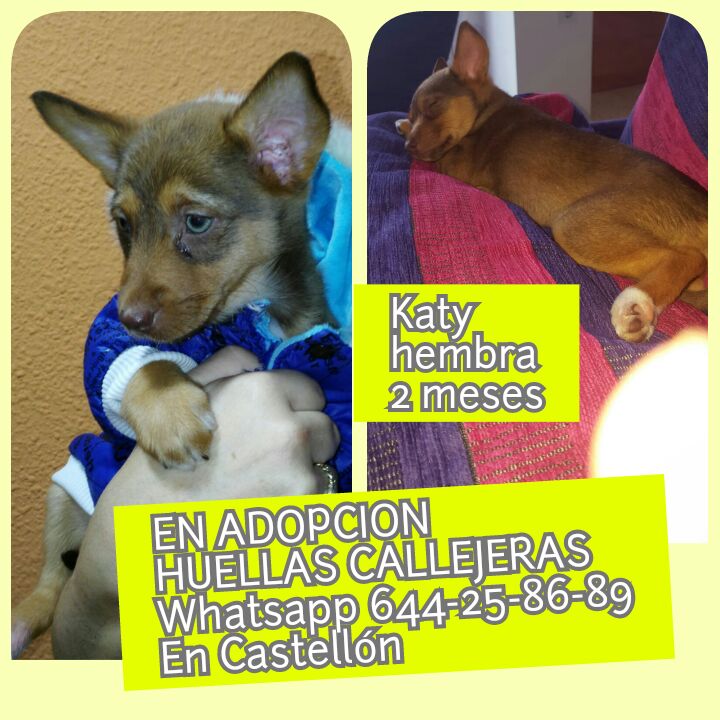 KATY CACHORRITA EN ADOPCIÓN KATY CACHORRITA EN ADOPCIÓN