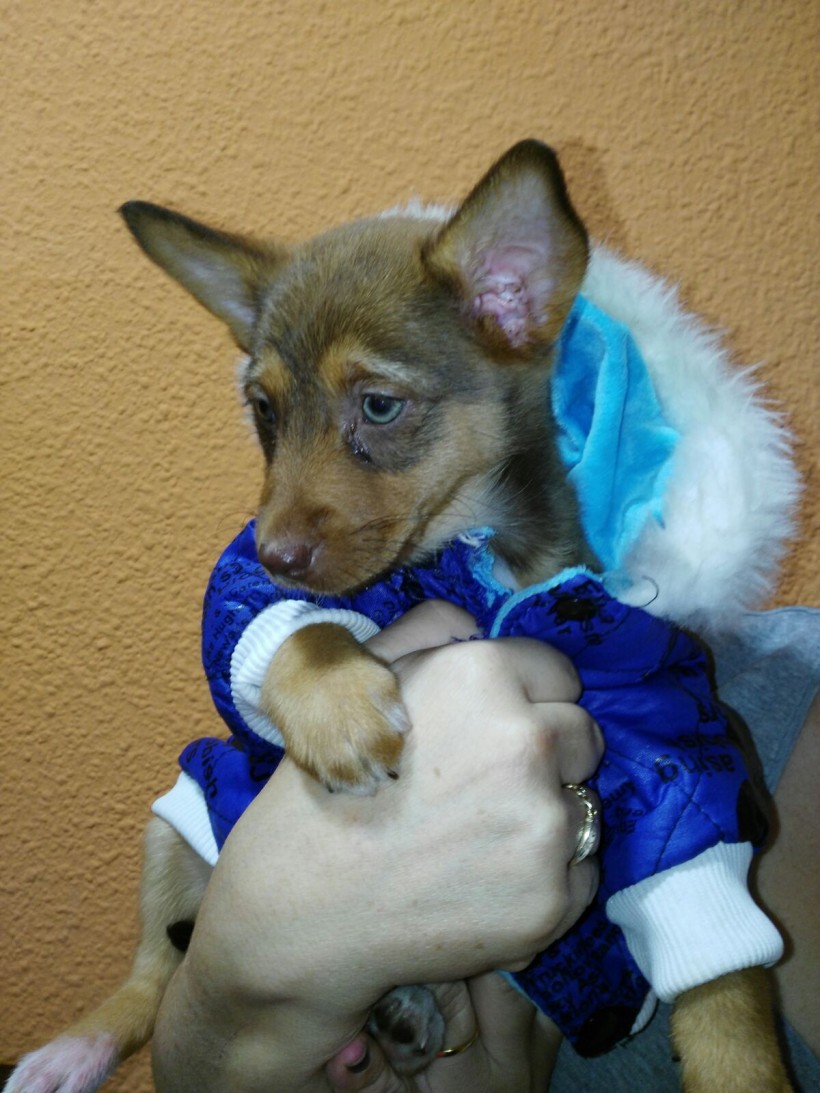 KATY CACHORRITA EN ADOPCIÓN KATY CACHORRITA EN ADOPCIÓN