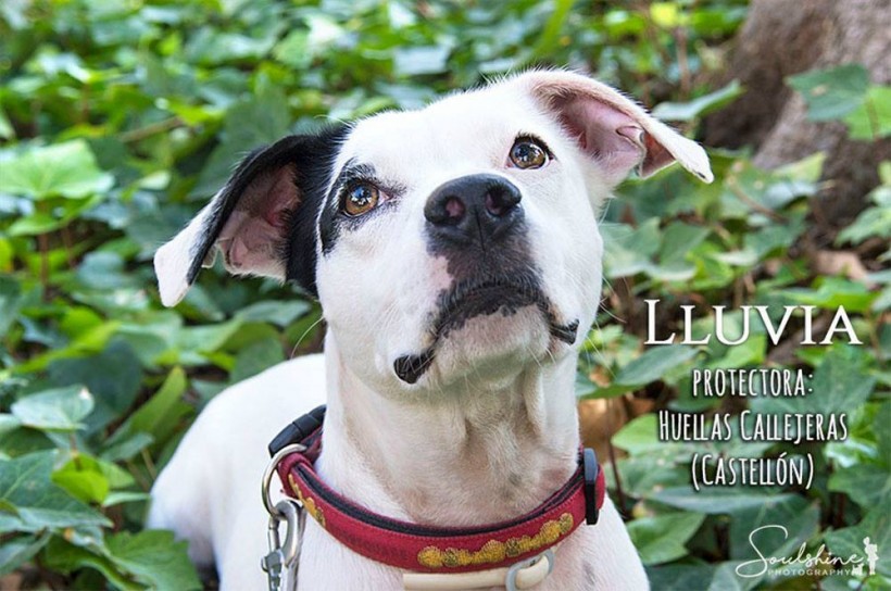 LLUVIA EN ADOPCION LLUVIA EN ADOPCION