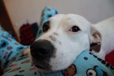 LLUVIA EN ADOPCION LLUVIA EN ADOPCION