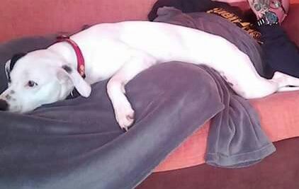 LLUVIA EN ADOPCION LLUVIA EN ADOPCION