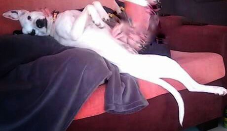 LLUVIA EN ADOPCION LLUVIA EN ADOPCION