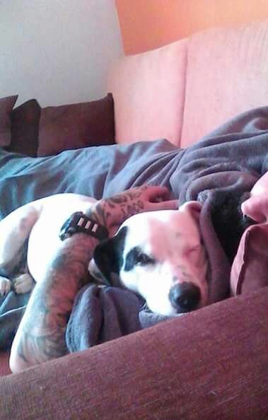 LLUVIA EN ADOPCION LLUVIA EN ADOPCION