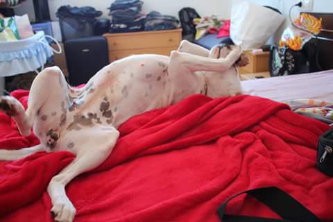 LLUVIA EN ADOPCION LLUVIA EN ADOPCION