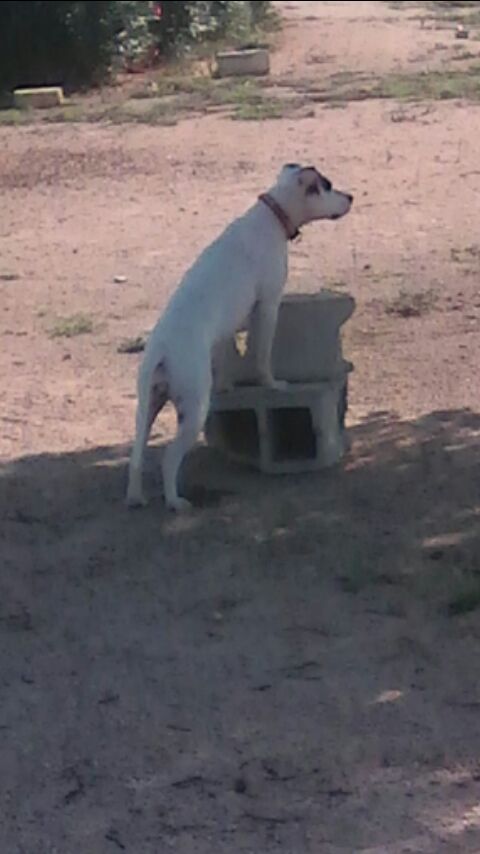 LLUVIA EN ADOPCION LLUVIA EN ADOPCION