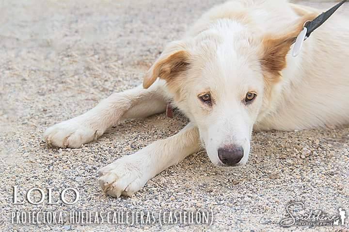 LOLO EN ADOPCION LOLO EN ADOPCION