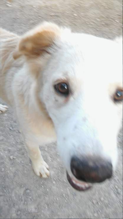 LOLO EN ADOPCION LOLO EN ADOPCION