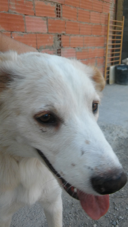 LOLO EN ADOPCION LOLO EN ADOPCION
