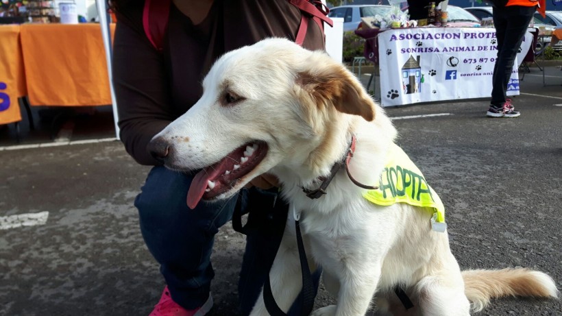 LOLO EN ADOPCION LOLO EN ADOPCION