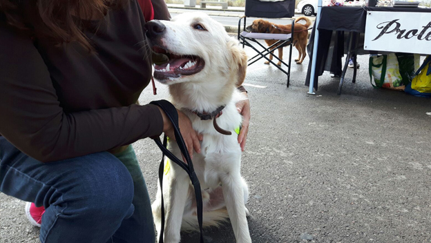 LOLO EN ADOPCION LOLO EN ADOPCION