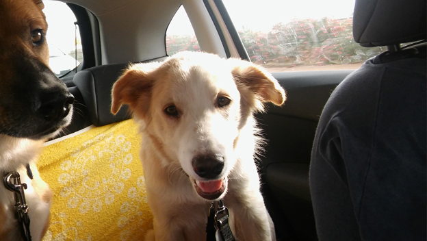 LOLO EN ADOPCION LOLO EN ADOPCION