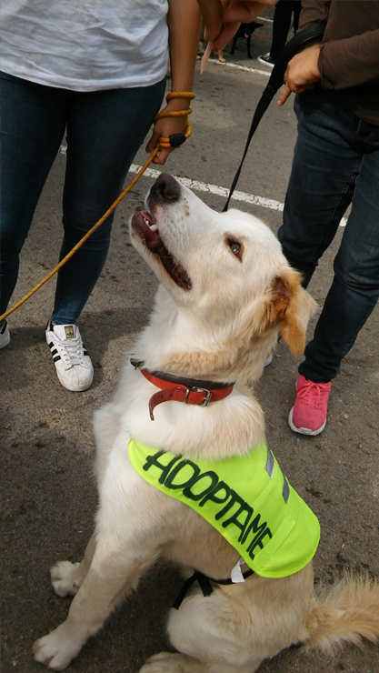 LOLO EN ADOPCION LOLO EN ADOPCION