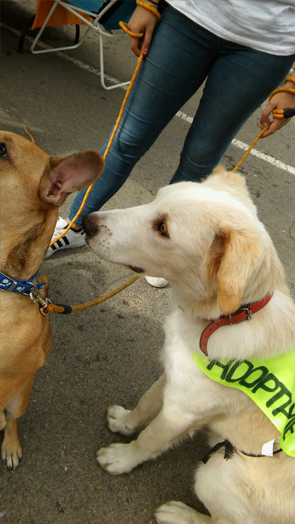LOLO EN ADOPCION LOLO EN ADOPCION