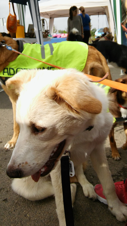 LOLO EN ADOPCION LOLO EN ADOPCION