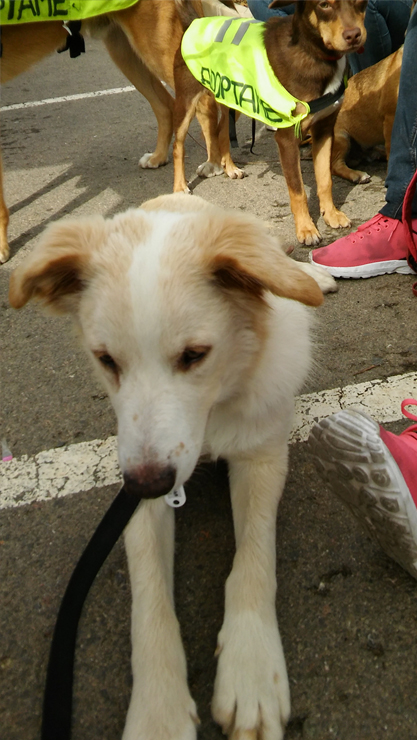 LOLO EN ADOPCION LOLO EN ADOPCION