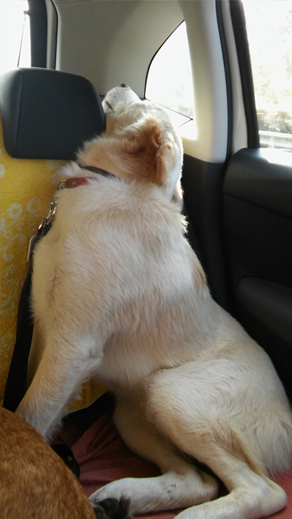 LOLO EN ADOPCION LOLO EN ADOPCION