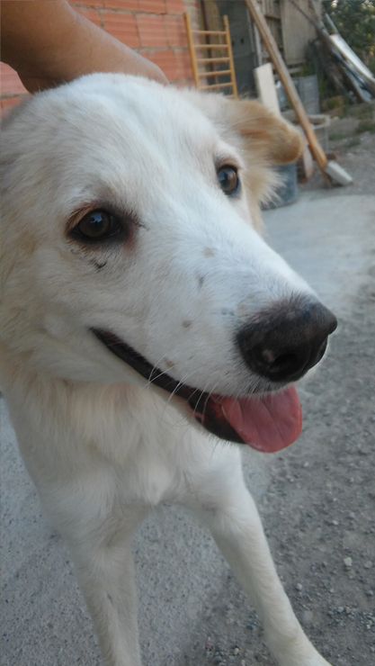 LOLO EN ADOPCION LOLO EN ADOPCION