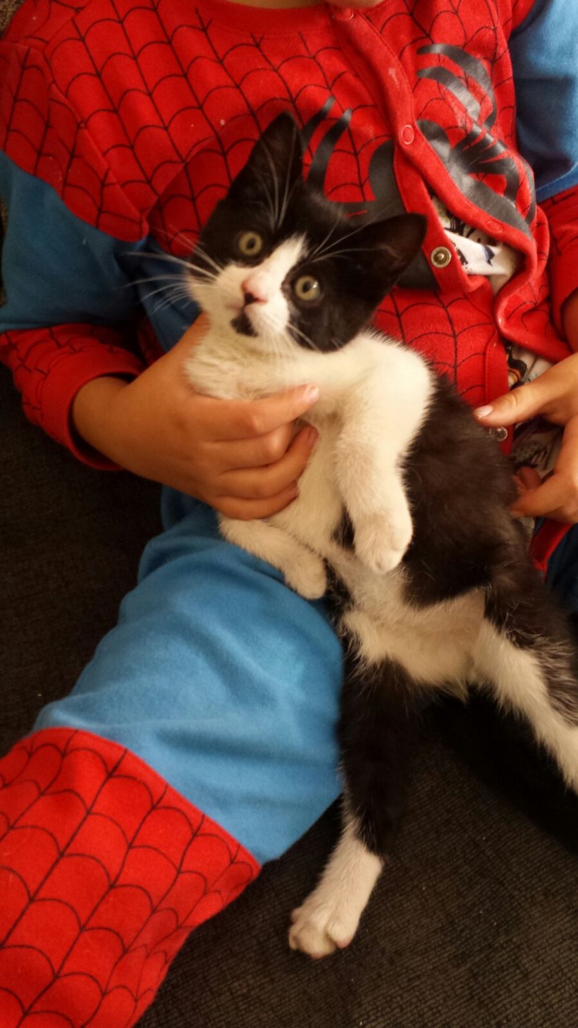 MIGUELITO EN ADOPCION MIGUELITO EN ADOPCION