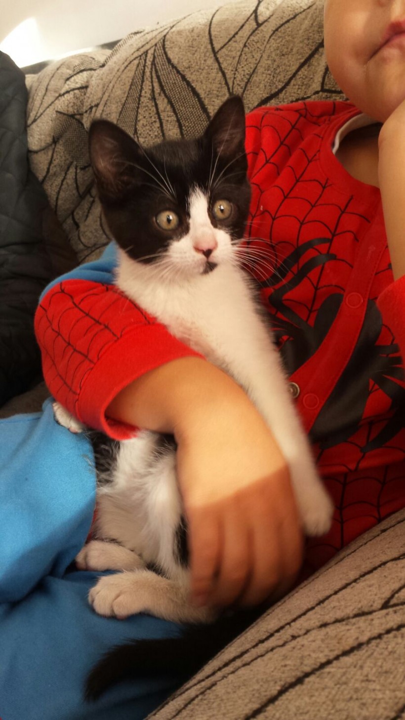 MIGUELITO EN ADOPCION MIGUELITO EN ADOPCION