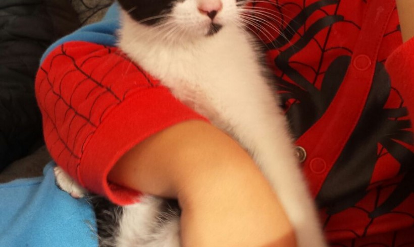 MIGUELITO EN ADOPCION MIGUELITO EN ADOPCION