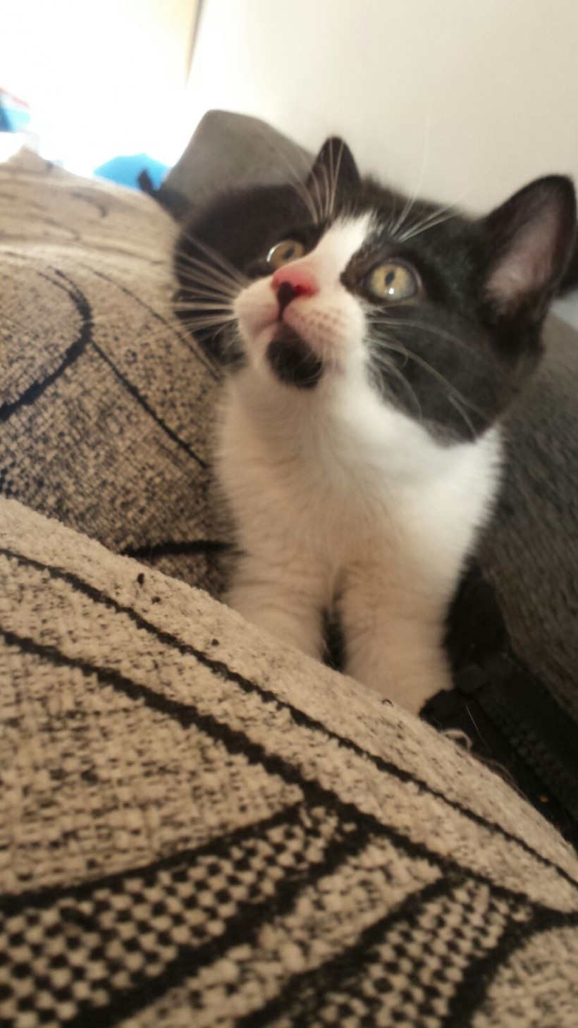 MIGUELITO EN ADOPCION MIGUELITO EN ADOPCION