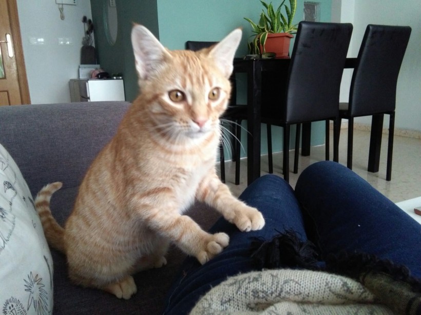 MIMOSIN EN ADOPCION MIMOSIN EN ADOPCION