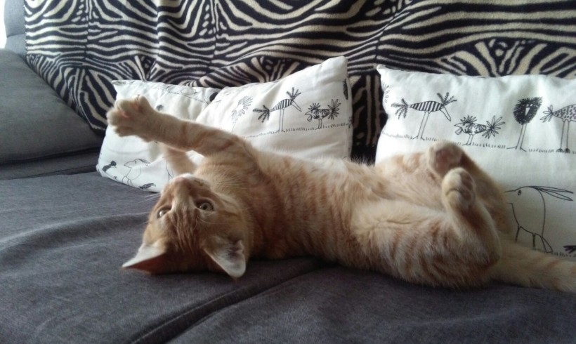 MIMOSIN EN ADOPCION MIMOSIN EN ADOPCION