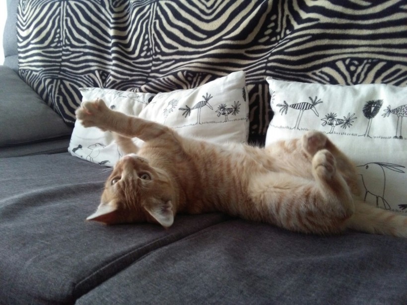 MIMOSIN EN ADOPCION MIMOSIN EN ADOPCION