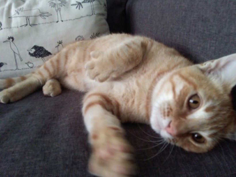 MIMOSIN EN ADOPCION MIMOSIN EN ADOPCION