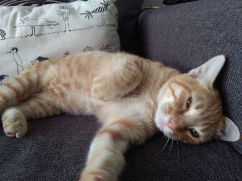 MIMOSIN EN ADOPCION MIMOSIN EN ADOPCION