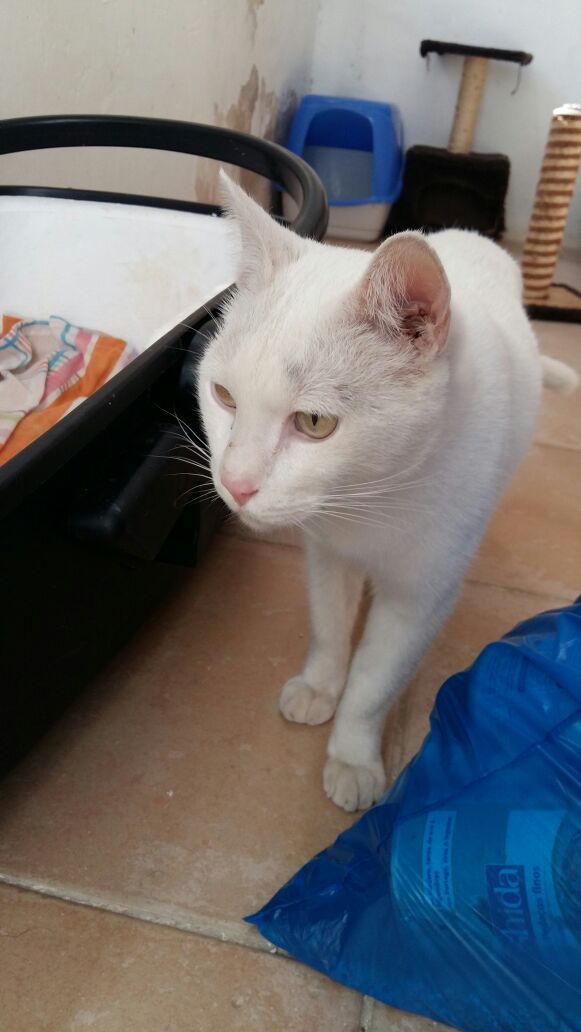VILCHES GATO EN ADOPCION VILCHES GATO EN ADOPCION