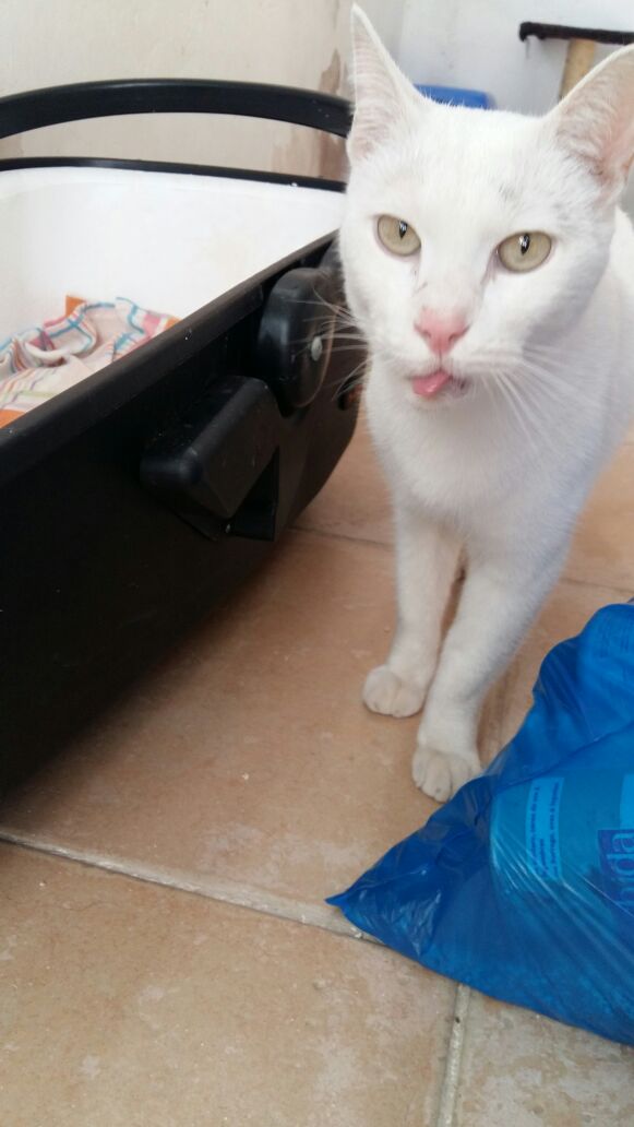 VILCHES GATO EN ADOPCION VILCHES GATO EN ADOPCION
