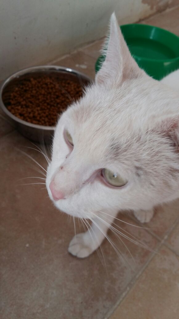 VILCHES GATO EN ADOPCION VILCHES GATO EN ADOPCION