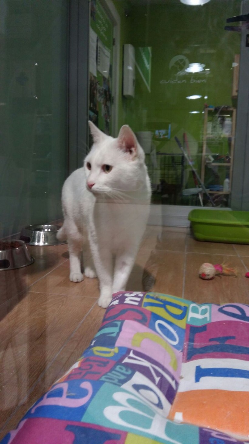 VILCHES GATO EN ADOPCION VILCHES GATO EN ADOPCION