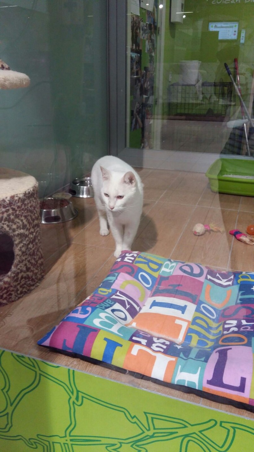 VILCHES GATO EN ADOPCION VILCHES GATO EN ADOPCION