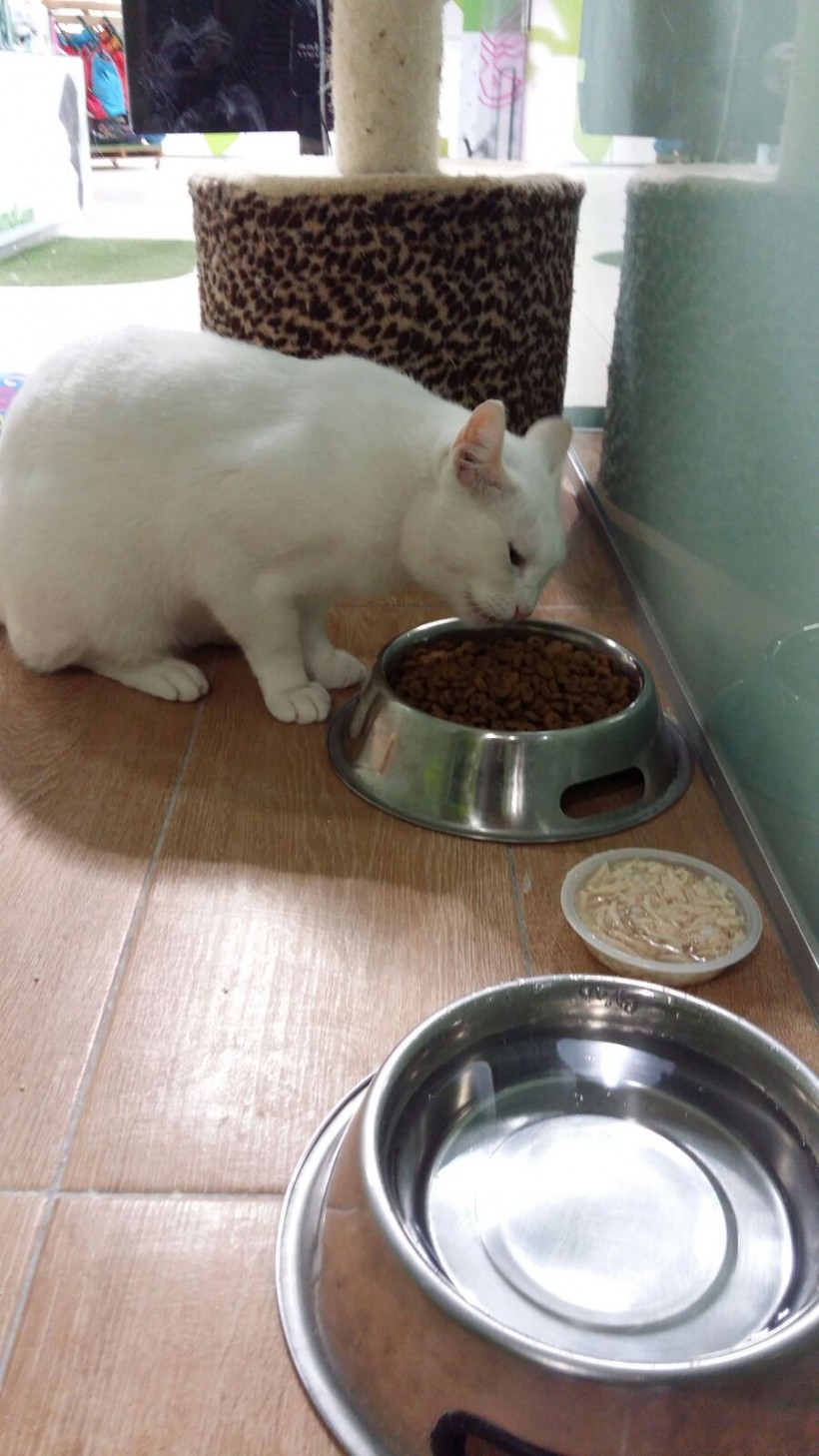 VILCHES GATO EN ADOPCION VILCHES GATO EN ADOPCION