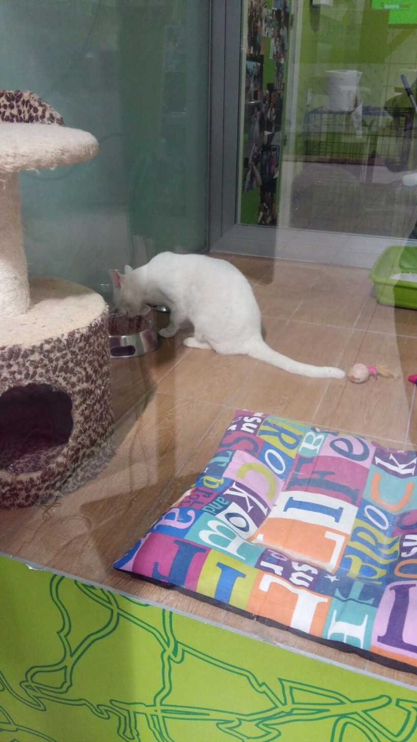 VILCHES GATO EN ADOPCION VILCHES GATO EN ADOPCION