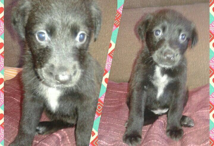 NINA CACHORRITA EN ADOPCION