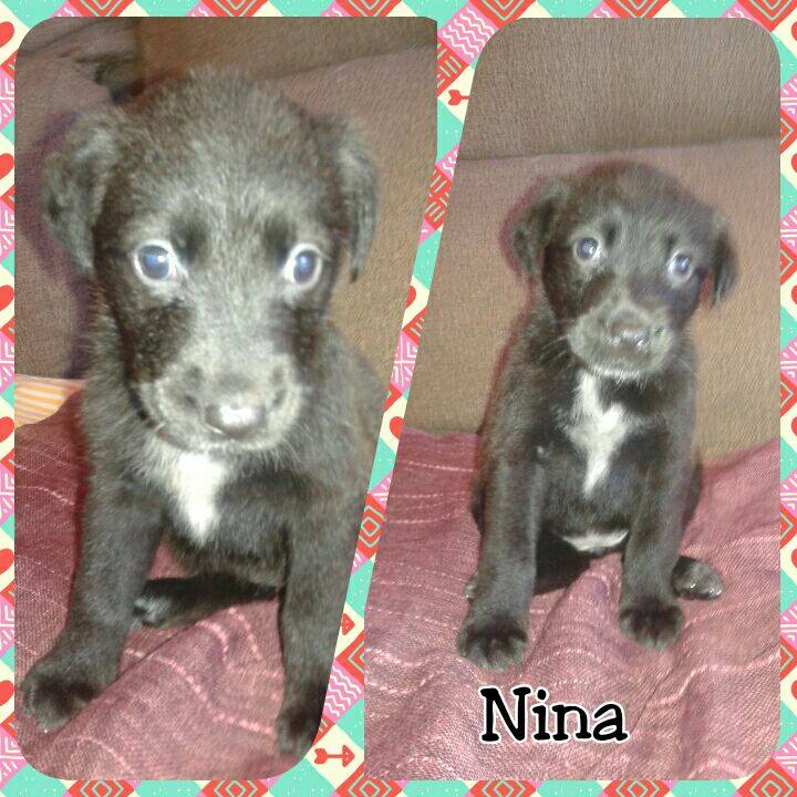 NINA CACHORRITA EN ADOPCION NINA CACHORRITA EN ADOPCION