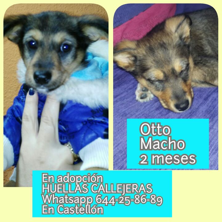 OTTO CACHORRITO EN ADOPCIÓN OTTO CACHORRITO EN ADOPCIÓN