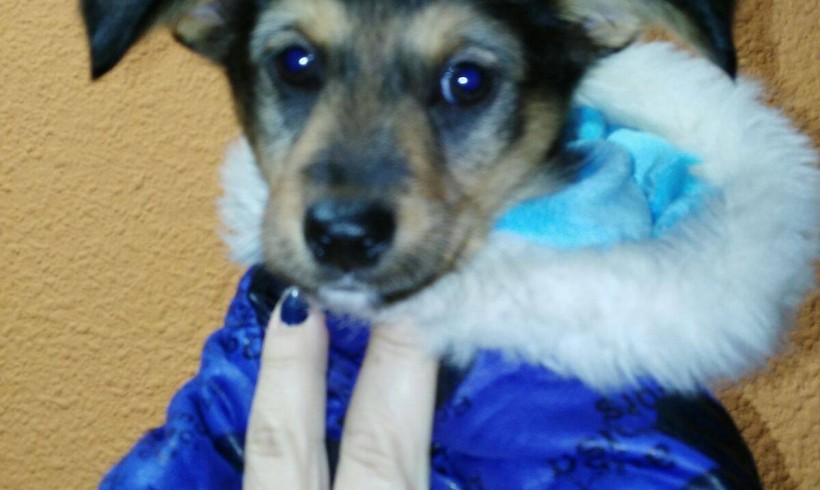 OTTO CACHORRITO EN ADOPCIÓN