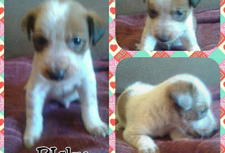 CACHORROS EN ADOPCION CACHORROS EN ADOPCION