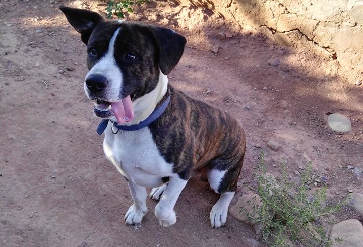 ROBIN EN ADOPCIÓN ROBIN EN ADOPCIÓN