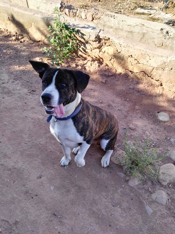 ROBIN EN ADOPCIÓN ROBIN EN ADOPCIÓN