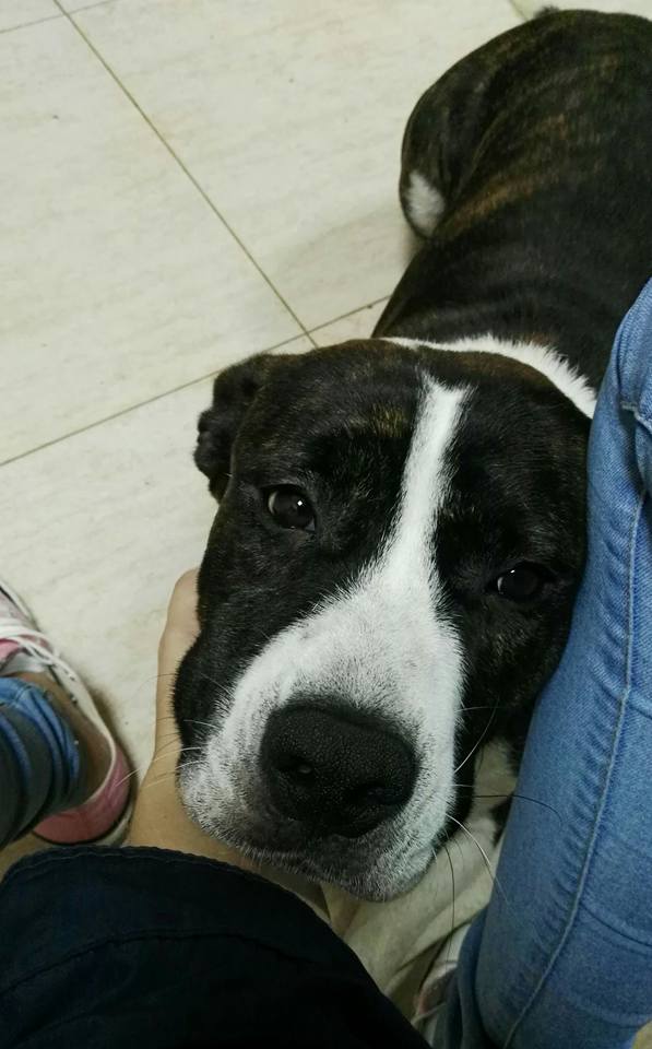 ROBIN EN ADOPCIÓN ROBIN EN ADOPCIÓN