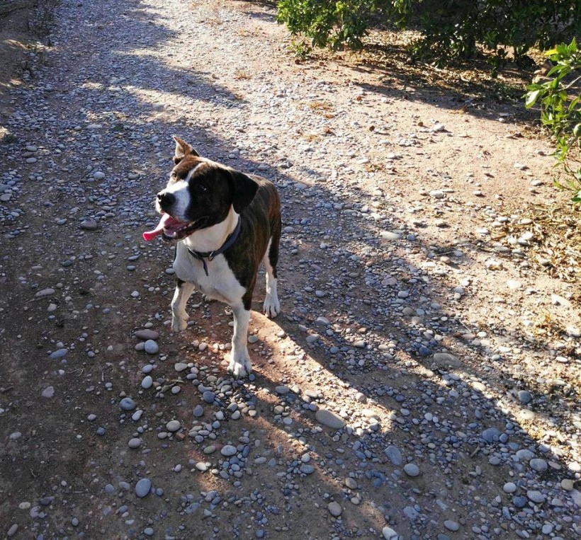 ROBIN EN ADOPCIÓN ROBIN EN ADOPCIÓN