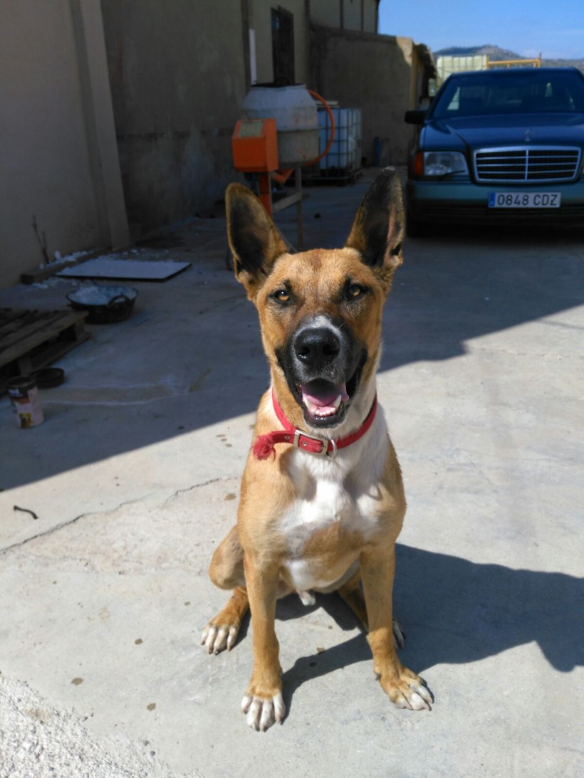 THOR PERRO EN ADOPCION THOR PERRO EN ADOPCION