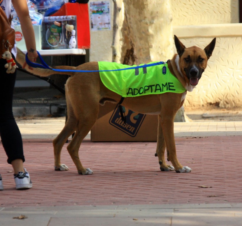 THOR PERRO EN ADOPCION THOR PERRO EN ADOPCION
