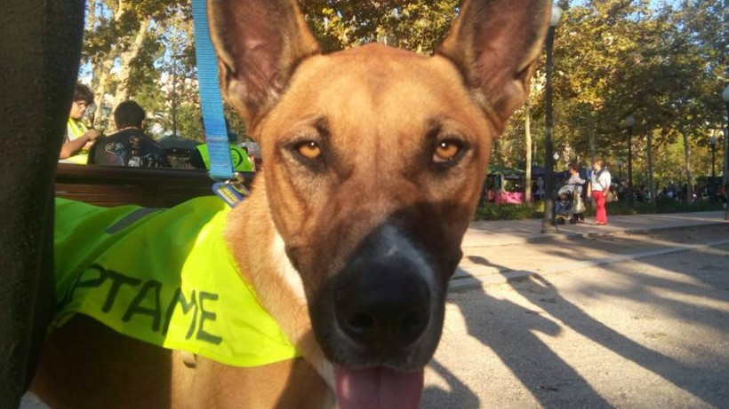 THOR PERRO EN ADOPCION THOR PERRO EN ADOPCION