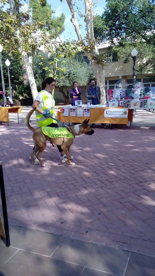 THOR PERRO EN ADOPCION THOR PERRO EN ADOPCION